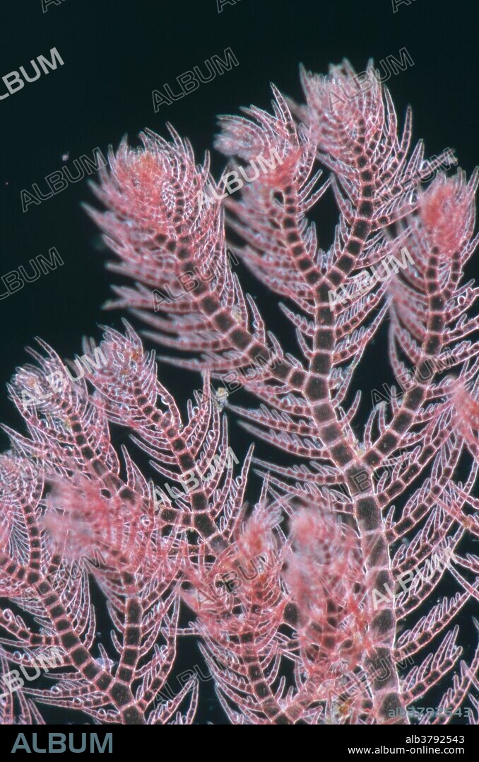Pterothamnion plumula, a species of red algae. Magnification x20.