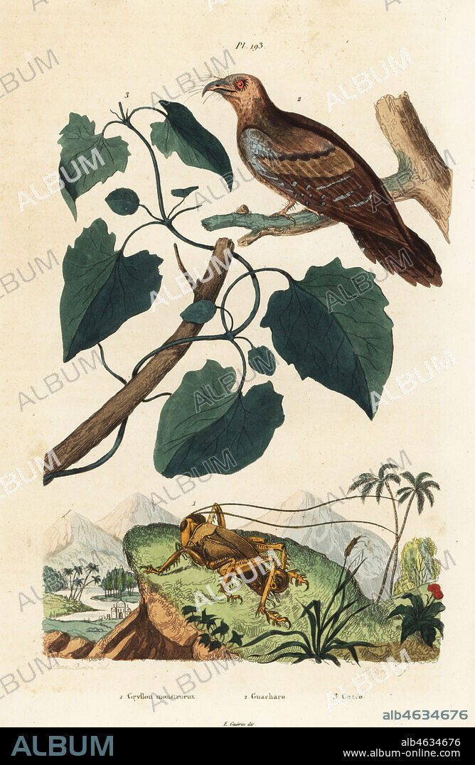 Schizodactylus monstrosus cricket 1, oilbird, Steatornis caripensis 2, and Mikania guaco vine 3. Gryllon monstrueux, Guacharo, Guaco. Handcoloured steel engraving by Pfitzer after an illustration by A. Carie Baron from Felix-Edouard Guerin-Meneville's Dictionnaire Pittoresque d'Histoire Naturelle (Picturesque Dictionary of Natural History), Paris, 1834-39.