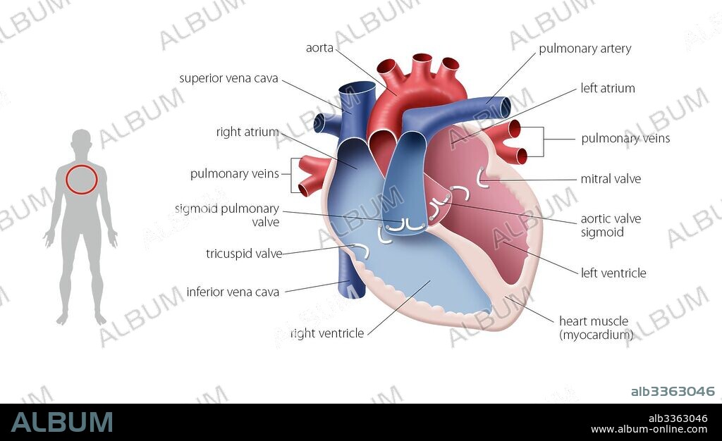 Esquema del corazón.