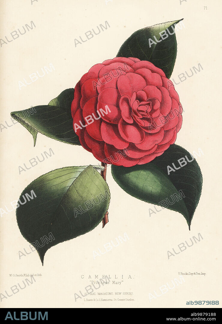 Camellia hybrid, Princess Mary. Raised by John Salter, Versailles Nursery, Hammersmith. Handcolored botanical illustration drawn and lithographed by Worthington George Smith from Henry Honywood Dombrain's Floral Magazine, New Series, Volume 2, L. Reeve, London, 1873. Lithograph printed by Vincent Brooks, Day & Son.