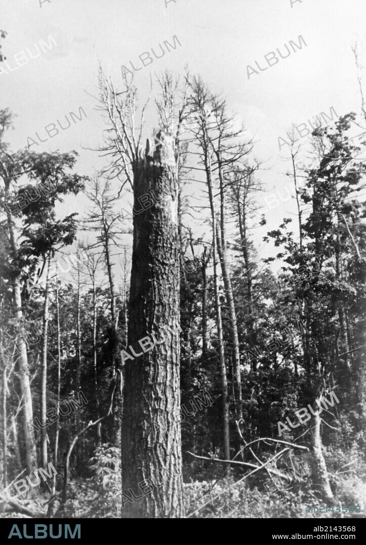 Tunguska, tree top shorn off by the force of the blast from the tunguska meteorite that hit in the siberian taiga in 1908, picture is from 1938.
