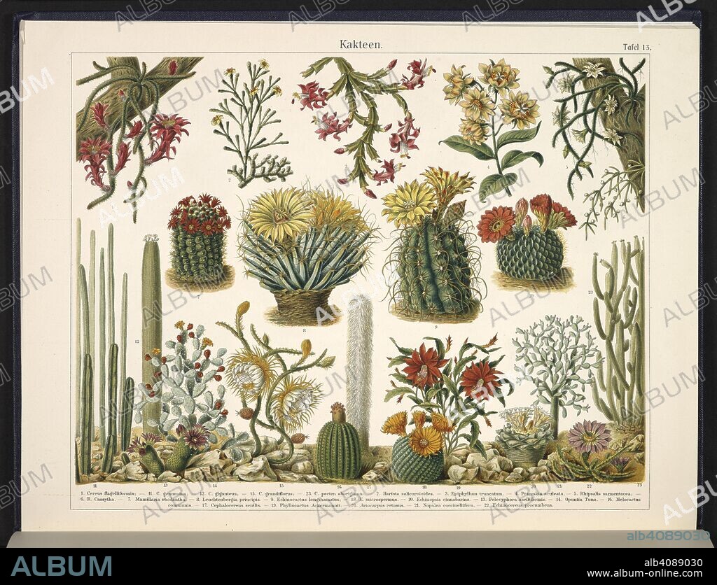 ERNST HAECKEL. Kakteen. Cacti. Kunstformen der Natur / Ernst Heinrich Philipp August Haeckel. Leipzig : Bibliographisches Inst., 1914 ; Wien. Source: Wf1/1811 plate 13.