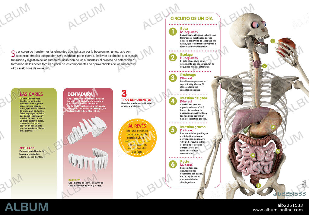 sistema digestivo. Infografía sobre el sistema digestivo, sus funciones, componentes y el proceso de digestión.