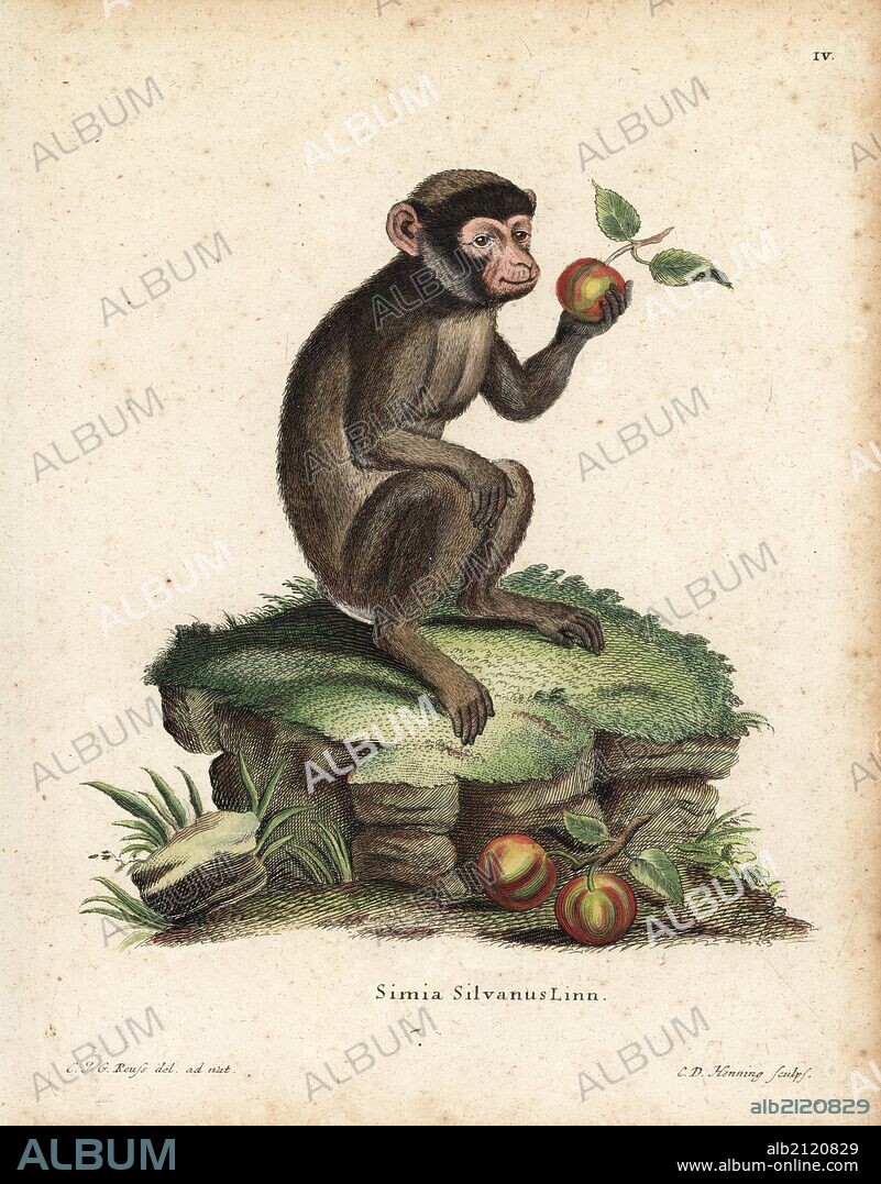 Barbary ape or macaque, Macaca sylvanus. Endangered. Handcoloured copperplate engraving by C.D. Henning after an illustration by C.J.G. Reuss from Johann Christian Daniel Schreber's Animal Illustrations after Nature, or Schreber's Fantastic Animals, Erlangen, Germany, 1775.