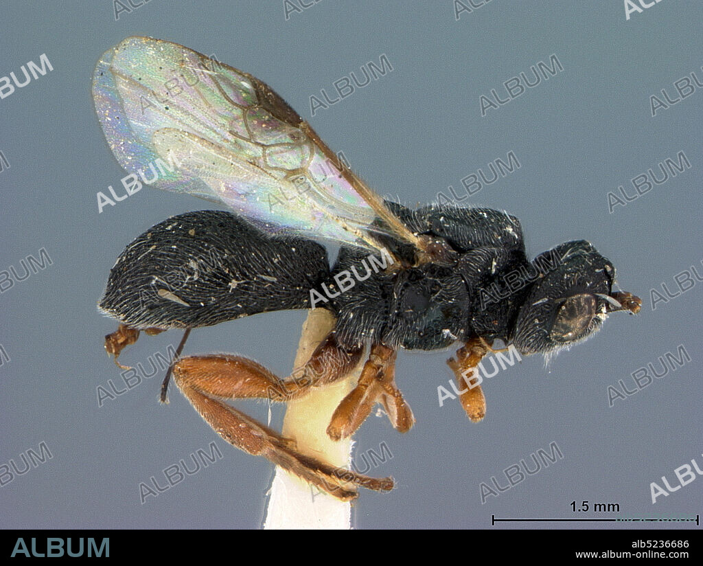 Limache, Marga Marga, Chile, Urosigalphus addabruchus Gibson, Animalia, Arthropoda, Insecta, Hymenoptera, Braconidae.