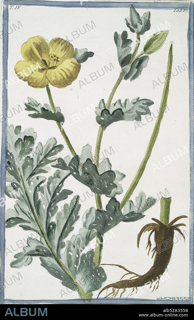 Glaucium , flore luteo = Papaver corniculatium, luteum = Papavero cornuto. Yellow horned poppy flower, still image, 1772 - 1793, Bonelli, Giorgio (b. 1724), Martelli, Niccoló (1735-1829).