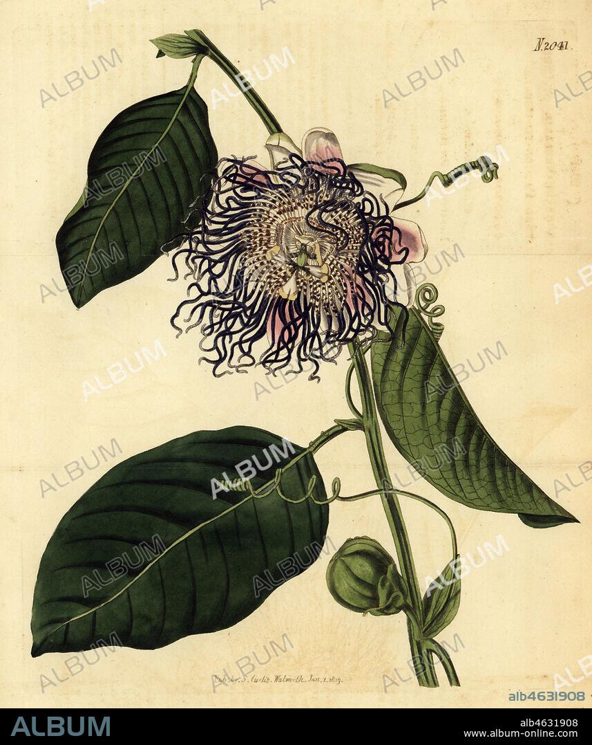 Giant granadilla, barbadine, grenadine, giant tumbo or badea passionfruit, Passiflora quadrangularis. Handcoloured copperplate engraving by Weddell from Samuel Curtis' Botanical Magazine, London, 1819.