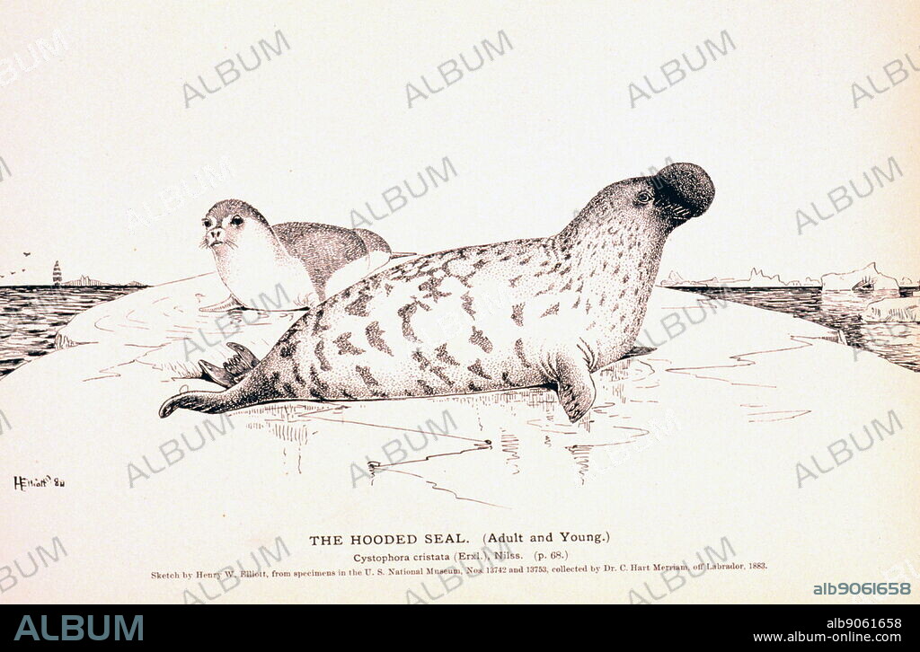 The Hooded Seal. (Adult and young.) Cystophora cristata 1890. The hooded seal (Cystophora cristata) is a large phocid found only in the central and western North Atlantic; ranging from Svalbard in the east to the Gulf of St. Lawrence in the west.