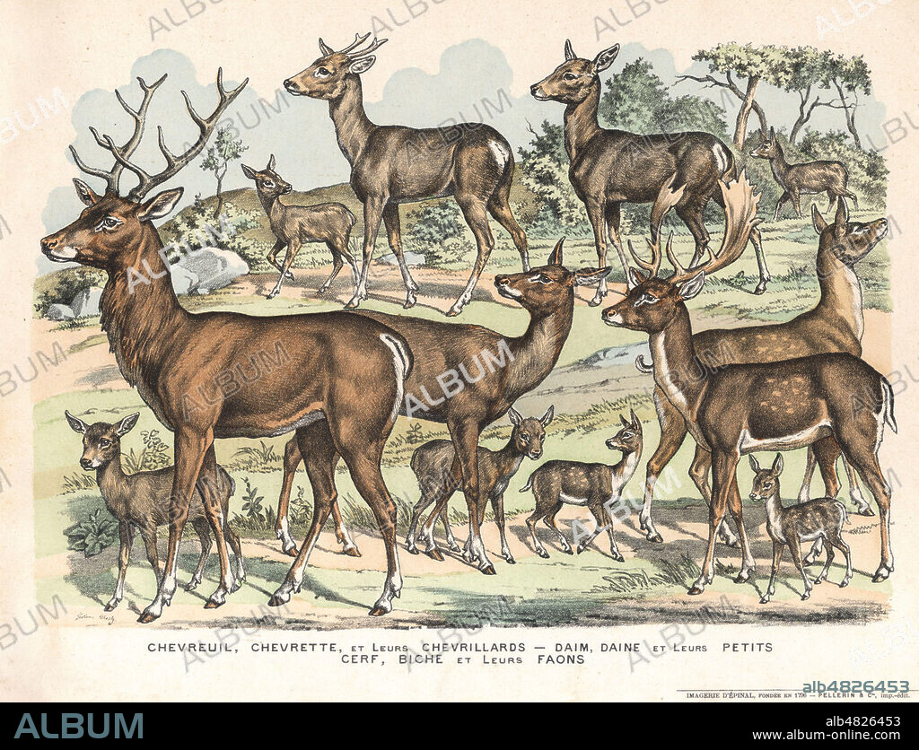 Chevreuil, chevrette et leurs chevrillards. Daim, daine et leurs petits. Cerf, biche et leurs faons. Planche zoologique illustree par GOSTIAUX-PHOSTY (1838-1910) pour l'Album-alphabet des grands animaux sauvages et des poissons de mer. Edition Pellerin a Epinal, vers 1890. Credit Collection Kharbine Tapabor.