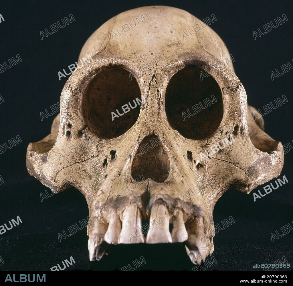 CRANEO DE ORANGUTAN MACHO.