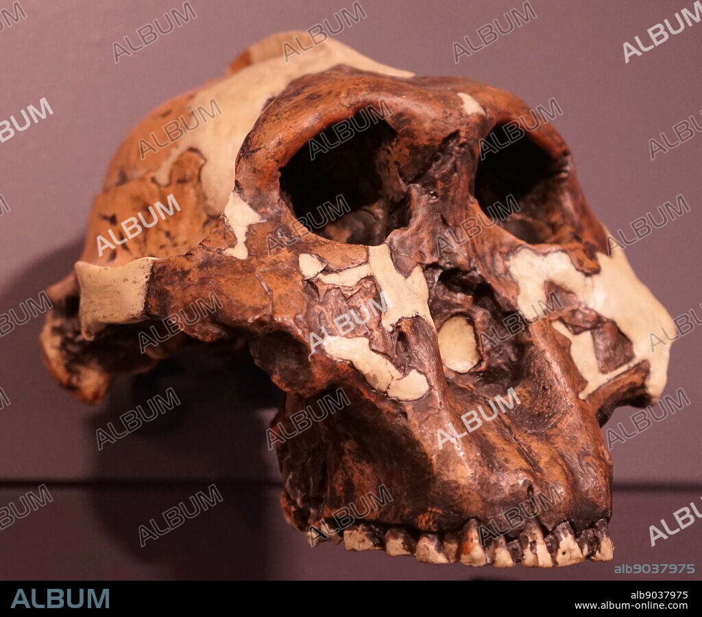 Skull of a Paranthropus boisei (or Australopithecus boisei) an early hominin.