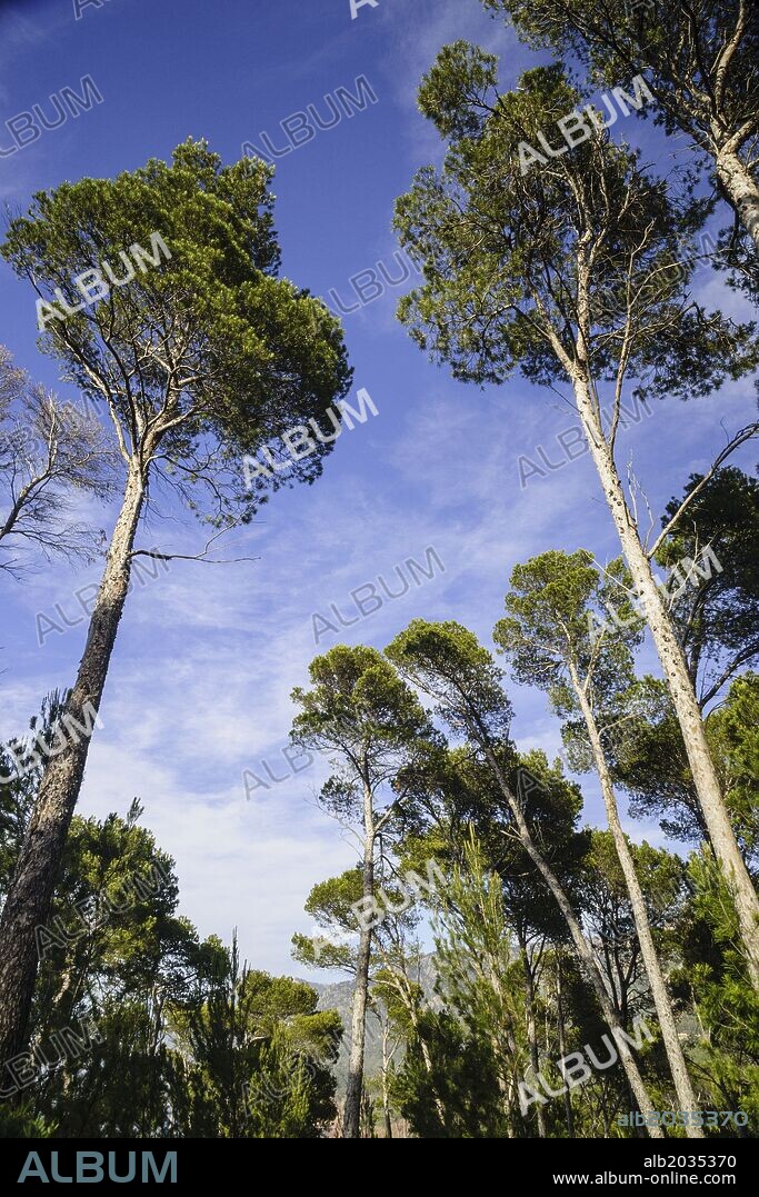 Pinos de Halepo. Son Bunyola, Banyalbufar. Parque natural de la Sierra de Tramuntana. Mallorca. Islas Baleares. Spain.