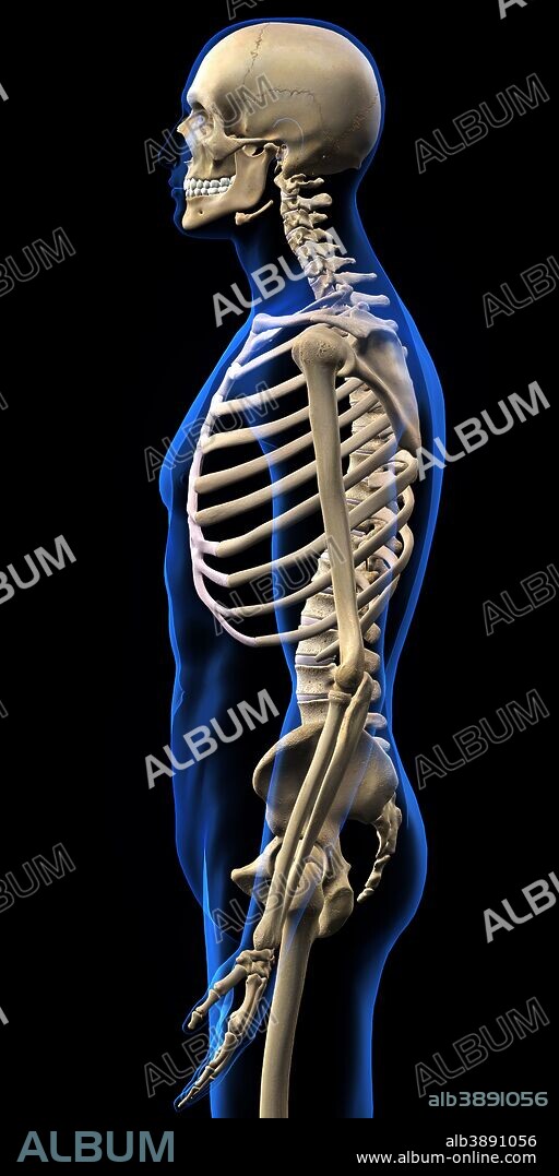 Human skeleton, side view with blue x-ray body outline, on black background.