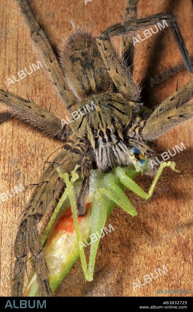 Wandering spider, Cupiennius getazi, feeding on grasshopper. Colombia, Atlantic rainforest.