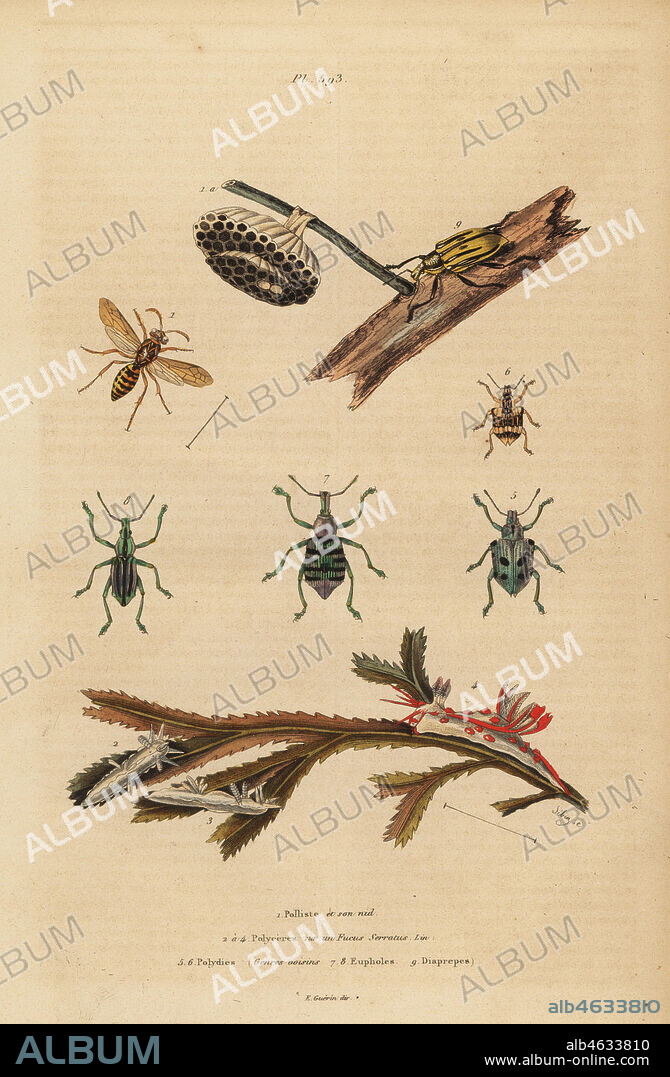 Polistes gallicus, paper wasp and nest, blue weevil, Eupholus schoenherri, root weevil, Diaprepes abbreviatus, Polycera sea slugs, Ancula gibbosa, Atlantic ancula, on seaweed. Polliste et son nid, Polyceres sur un Fucus serratus, Polydies, Eupholes, Diaprepes. Handcoloured steel engraving by Sebin from Felix-Edouard Guerin-Meneville's Dictionnaire Pittoresque d'Histoire Naturelle (Picturesque Dictionary of Natural History), Paris, 1834-39.