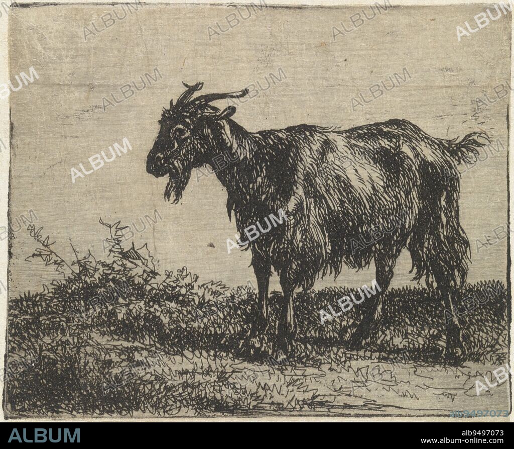 Goat, print maker: Jan Bedijs Tom, Jan Bedijs Tom, The Hague, 1823 - 1894, paper, etching, h 66 mm × w 80 mm.