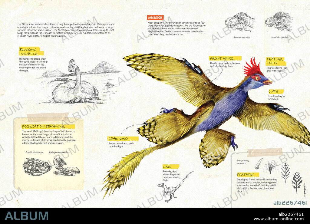 Las alas del Microraptor. Infografía sobre el Microraptor, un dinosaurio terópodo dromesáurido antecesor de las aves actuales.