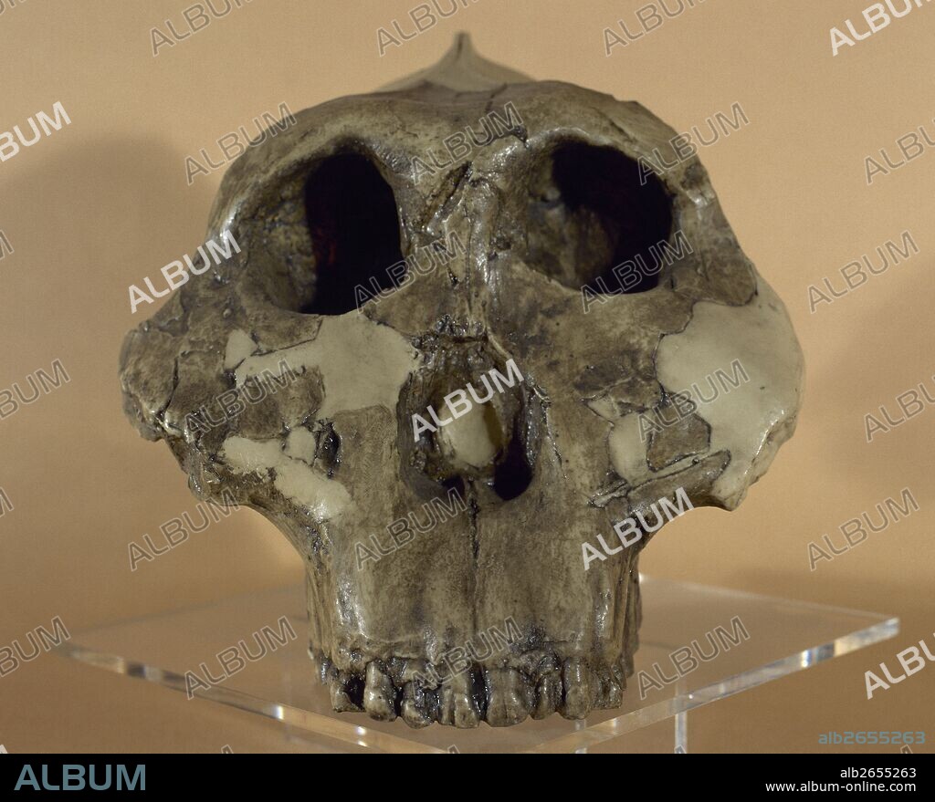 Paranthropus boisei or Australopithecus boisei. It was an early hominin, described as the largest of the genus Paranthropus (robust australopithecines). Eastern Africa, Pleistocene, about 1,4 millions years ago. Reconstruction of cranium discovered by Leakey OH 5 (Olduvai Hominid number 5), also known as Zinjanthropus or  "Nutcracker Man". Age: 1,75 mya. Archaeology Museum of Catalonia, Barcelona, Catalonia, Spain.