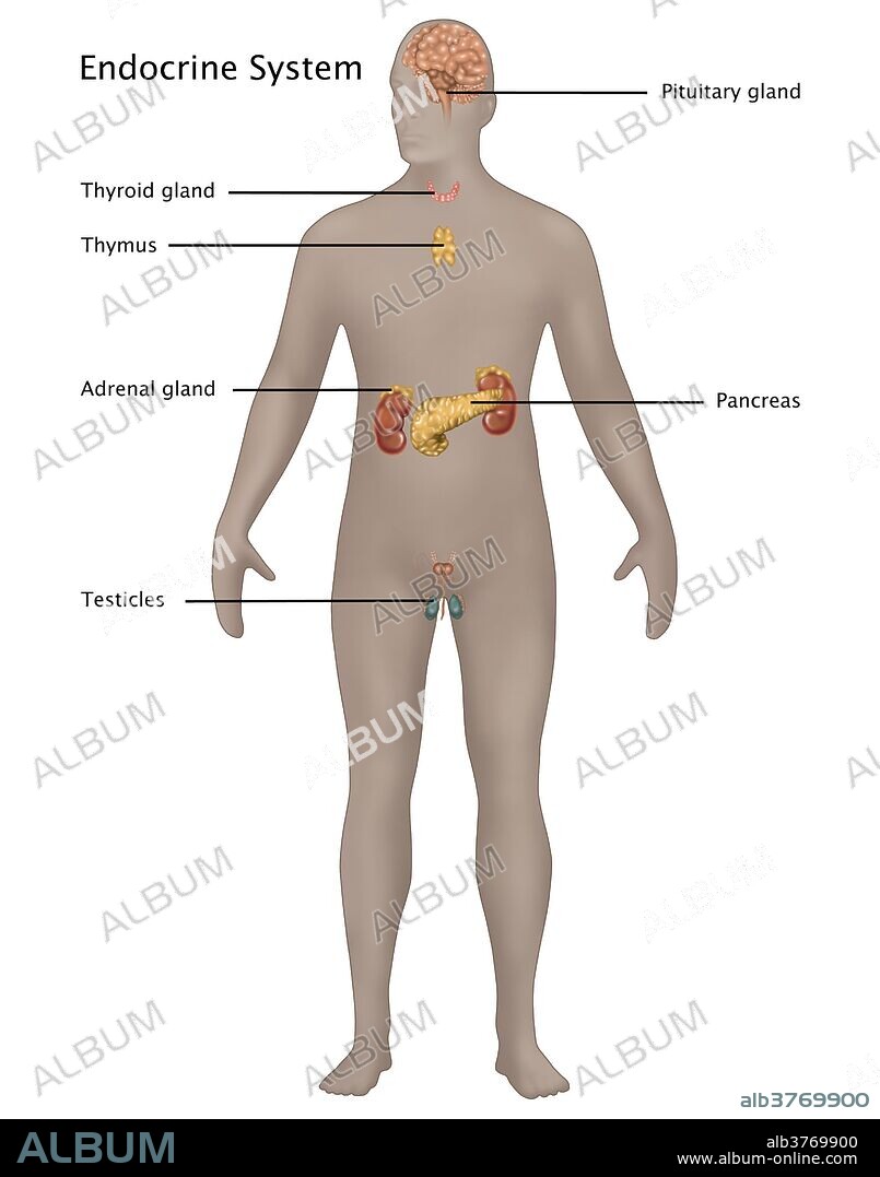 Illustration of the endocrine system in the male anatomy. Illustrated from top to bottom are: pituitary gland, thyroid gland, thymus, adrenal gland, pancreas, and testicles.