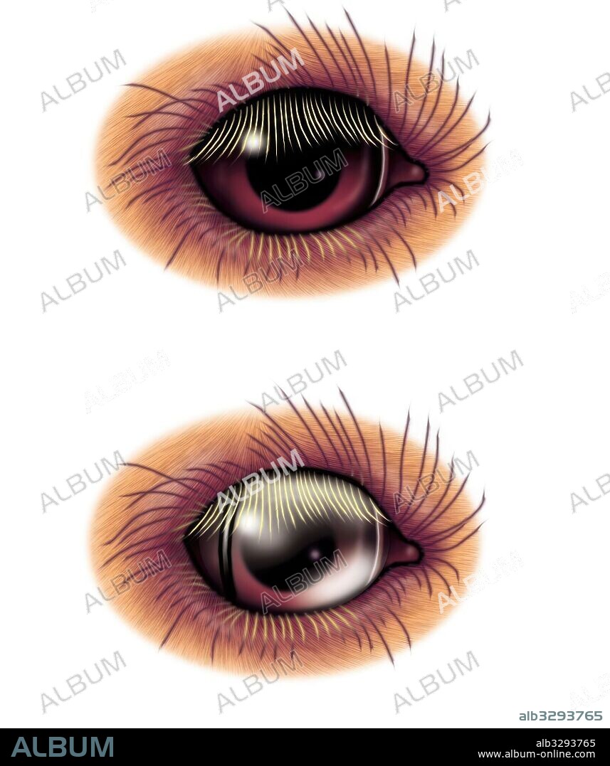 Camel eyelids.