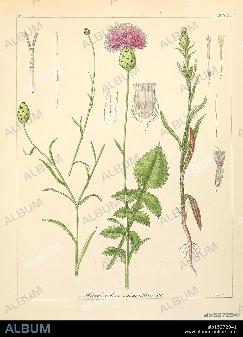 Icones florae Germanicae et Helveticae, simul Pedemontanae, Tirolensis, Istriacae, Dalmaticae, Austriacae, Hungaricae, Transylvanicae, Moravicae, Borussicae, Holsaticae, Belgicae, Hollandicae, ergo Mediae Europae. Lipsiae, F. Hofmeister 1834-1912. [v. 1, 1850], Europe, pictorial works, plants, The illustration features the plant Microdonus salvanterae, showcasing its distinct leaf structure, floral buds, and overall morphology. On the left, the elongated flower stem supports a spherical bud adorned with small scales. The central portion highlights a vibrant flowering head with prominent purple petals, while the right side exhibits a detailed depiction of the plant's leaves, characterized by their jagged edges and distinctive veins. Surrounding the main plant are various botanical annotations and smaller illustrations, providing a comprehensive view of the species and its unique features.