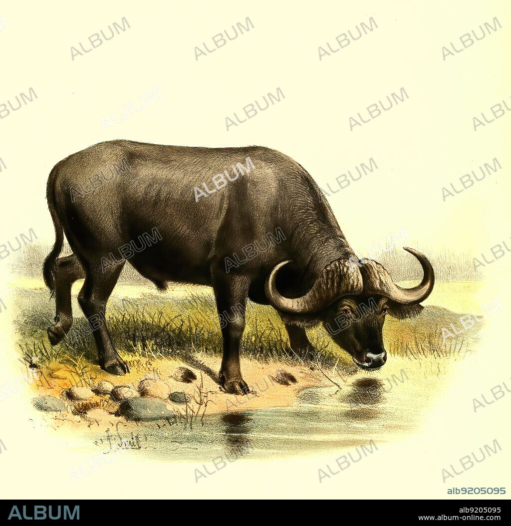 Kaffernbüffel, Syncerus caffer, auch Schwarzbüffel, Afrikanischer Büffel oder Steppenbüffel, Historisch, digital restaurierte Reproduktion einer Vorlage aus dem 19. Jahrhundert / Cape buffalo, African buffalo, Syncerus caffe. a large sub-Saharan African bovine, historical, digital improved reproduction of an original from the 19th century.