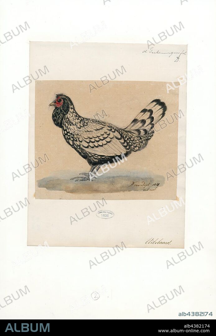 Gallus gallus domesticus, Print, The chicken (Gallus gallus domesticus) is a type of domesticated fowl, a subspecies of the red junglefowl (Gallus gallus). It is one of the most common and widespread domestic animals, with a total population of more than 19 billion as of 2011. There are more chickens in the world than any other bird or domesticated fowl. Humans keep chickens primarily as a source of food (consuming both their meat and eggs) and, less commonly, as pets. Originally raised for cockfighting or for special ceremonies, chickens were not kept for food until the Hellenistic period (4th–2nd centuries BC)., 1881.
