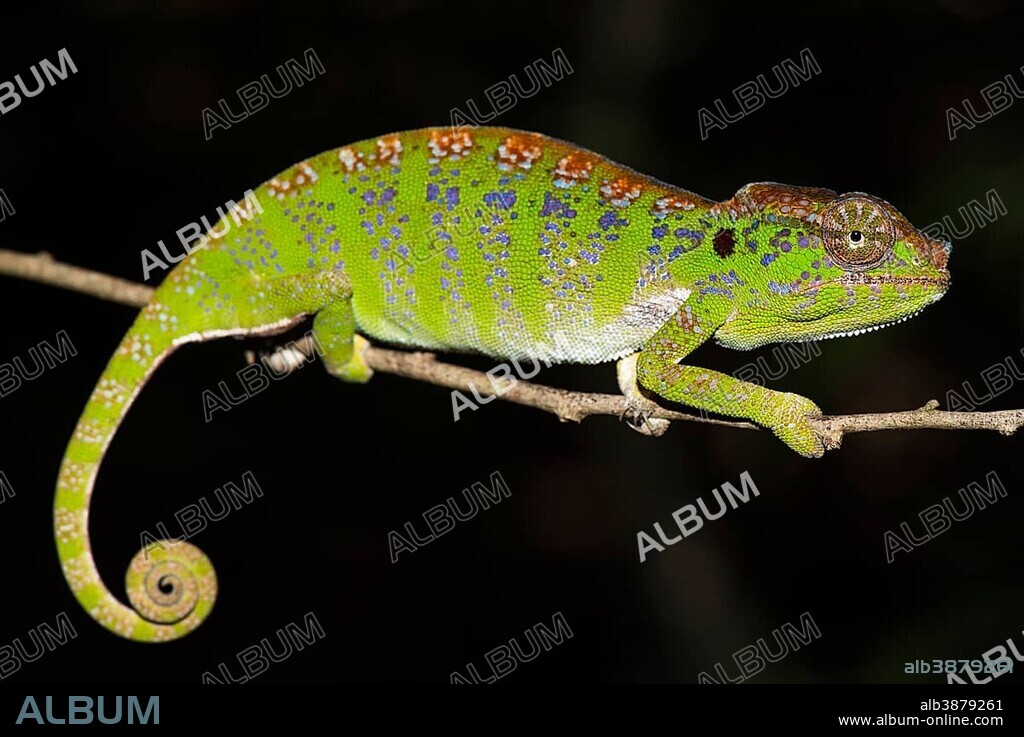 Labord's chameleon (Furcifer labordi), Female, Kirindy National Park, Madagascar, Africa.