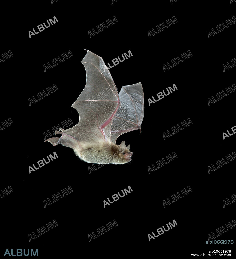 Not to be used in a negative context . Cave Myotis, Myotis velifer. Emerging from Texas Hill Country cave nursery colony, USA.