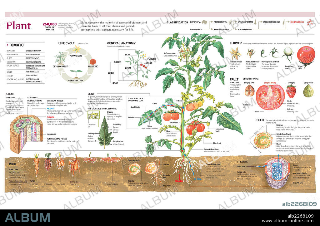 PLANTA. Infografía de las partes de una planta (tallo, hojas, flor, fruto y raíz), su clasificación y ciclo vital con detalle de la planta del tomate.