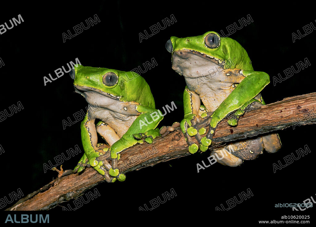 The Giant Monkey Frog (Phyllomedusa bicolor) is one of the largest of the monkey frogs. Larger than the size of a man's fist as an adult, these frogs are typically upper canopy dwelling, until they return to the forest floor to breed. The only time they are predictably found near the forest floor is in Amazonian flooded forest, just as the waters recede. This is when they breed, utilizing flooded forest pools for their tadpoles. They deposit large masses of eggs on leaves above a forest pool. They wrap the leaves around their eggs and glue the edges closed, forming a funnel. Once the tadpoles start to hatch, they slides through the funnel, drop out of the open end, and fall into the water below. The leaf funnel is believed to help reduce evaporation of the eggs and protect them from some predators. The eyes of these frogs cast a silver eye-shine when illuminated from afar by a flashlight. In addition, the skin secretion of this species has proven a diverse mix of bioactive peptides.