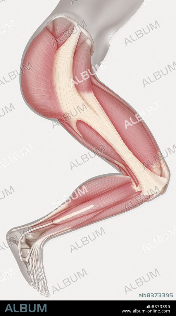 An external lateral view illustration of muscles in the leg, from the pelvis to the feet. The principal ones : -gluteus maximus. -thigh muscles (tensor facia lata, quadriceps, semi-membranous, femoral biceps). -leg muscles (gemellus, lateral peroneal, anterior peroneal, extensor digitorum communis, extensor hallicus longus, anterior tibial muscle). This illustration can be used to place acupuncture points.