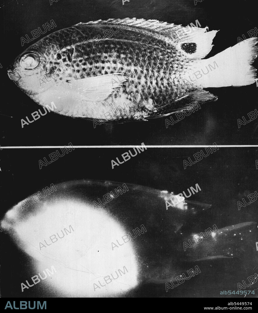 Bikini Fish Contaminated -- At top is photo of a damsel fish caught in bikini lagoon after the explosion there of an atomic bomb. At bottom is radio-autograph made at the University of Washington, showing how the digestive tract has accumulated radioactive material picked up in food. Sports on fins show surface contamination from radioactive particles in the water. Photo at top was made with normal lighting using regular film. Bottom photo was made in darkness by placing the fish alongside a film highly sensitive to the radioactive material. July 29, 1949. (Photo by Associated Press Photo).