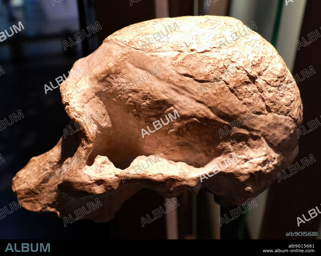 Australopithecus Africanus, an extinct (fossil) species of the australopithecines, the first of an early ape-form species to be classified as hominin (in 1924). dated as living between 3.3 and 2.1 million years ago, or in the late Pliocene and early Pleistocene times; it is debated as being a direct ancestor of modern humans. This skull was found at Taung, South Africa.