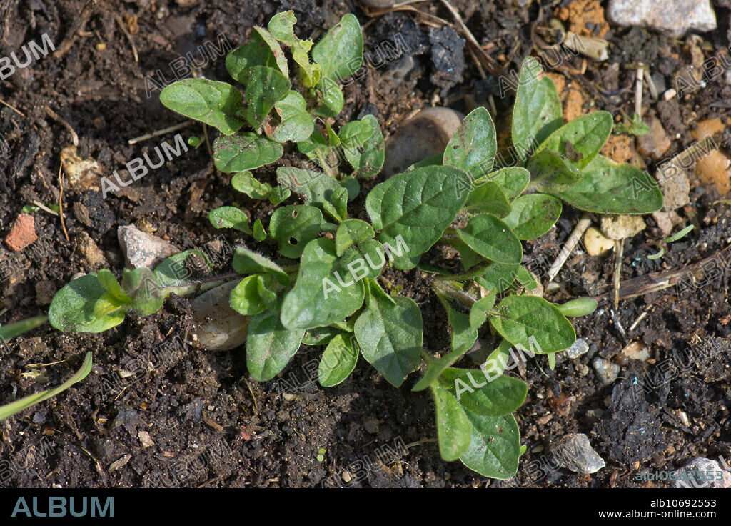 A common self-heal, Prunella vulgaris, spreading plant in spring, Berkshire, April.