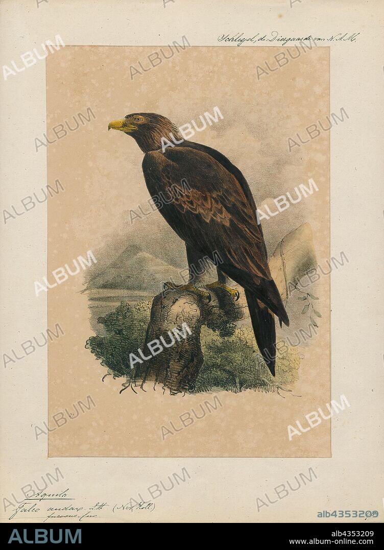 Aquila audax, Print, The wedge-tailed eagle or bunjil (Aquila audax) is the largest bird of prey in Australia, and is also found in southern New Guinea, part of Papua New Guinea, and Indonesia. It has long, fairly broad wings, fully feathered legs, and an unmistakable wedge-shaped tail., 1842-1849.