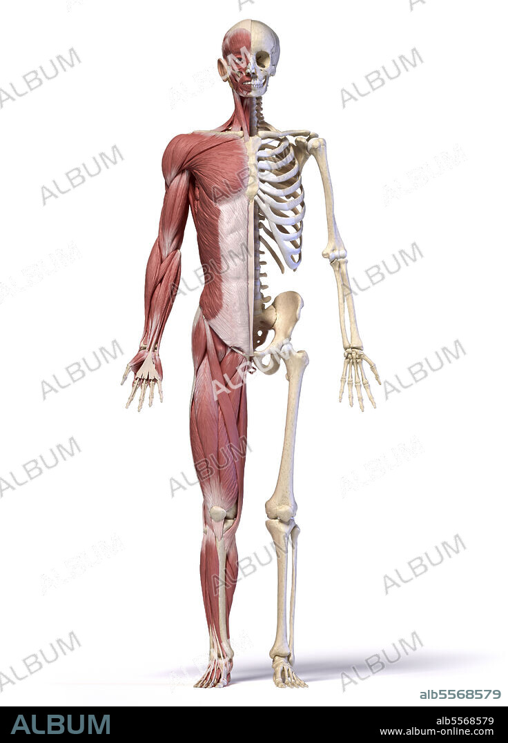 Split view human anatomy of full figure muscular and skeletal systems, front view on white background.