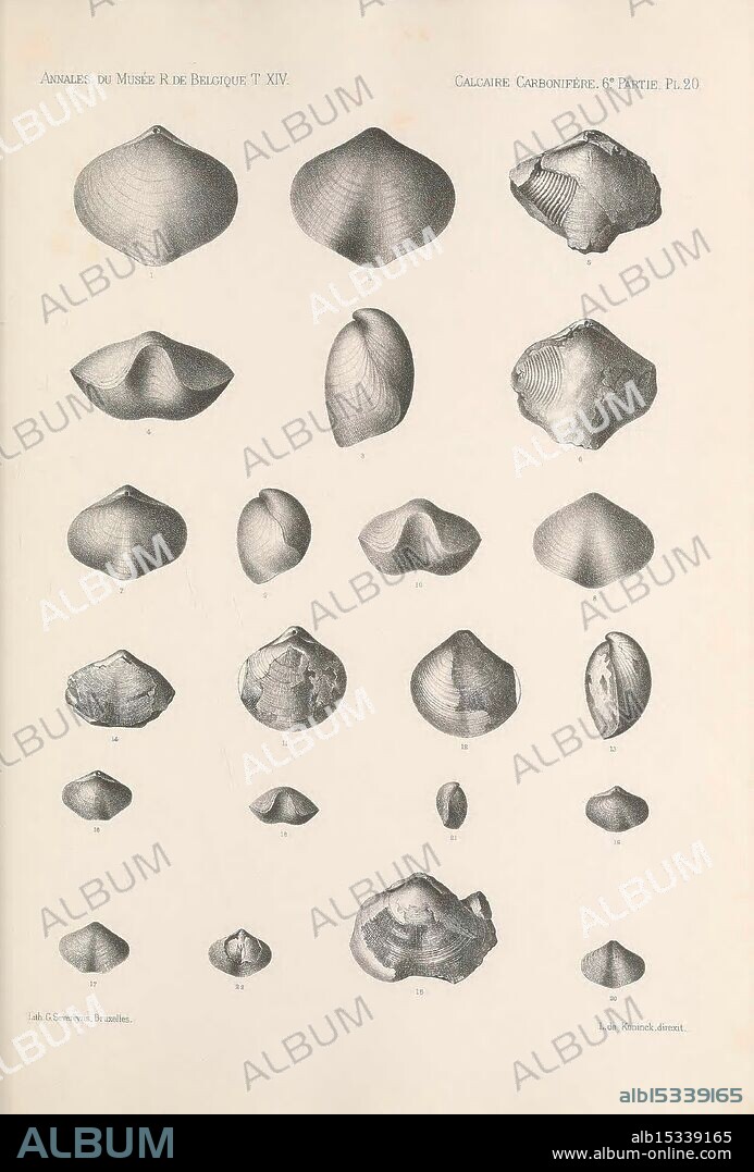 Faune du calcaire carbonifère de la Belgique Bruxelles, F. Hayez, impr, 1878-87, Belgium, Brachiopod fossil, Carboniferous, Fishes fossil, Mollusks fossil, Paleontology, Fossils, Sea, Ocean, Shells, A collection of intricately detailed illustrations showcasing various shell forms, each expertly rendered to highlight unique characteristics such as shape, texture, and structure. The designs exhibit a range of sizes and forms, from elongated to more rounded shells, with emphasis on lines, curves, and surface intricacies. The illustrations are numbered, suggesting a systematic classification that may be related to a specific study or catalog of marine life, reflecting both scientific inquiry and artistic precision in the portrayal of these natural specimens.