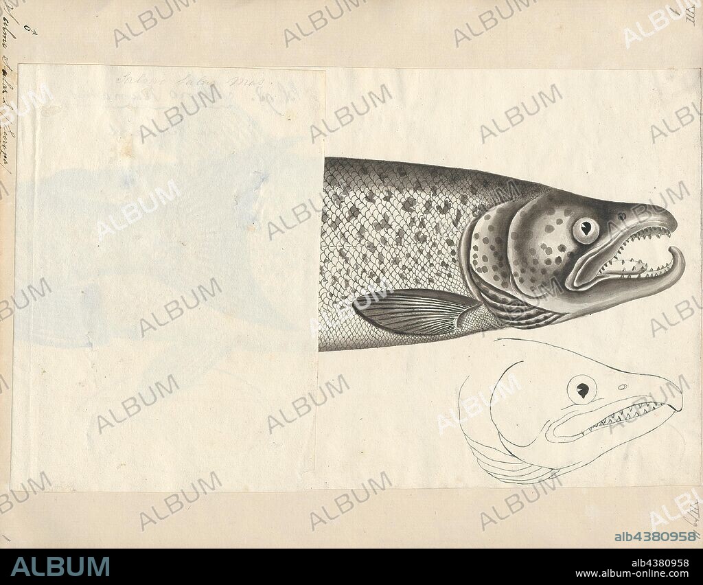 Salmo salar, Print, The Atlantic salmon (Salmo salar) is a species of ray-finned fish in the family Salmonidae. It is found in the northern Atlantic Ocean, in rivers that flow into the north Atlantic and, due to human introduction, in the north Pacific Ocean. Atlantic salmon have long been the target of recreational and commercial fishing, and this, as well as habitat destruction, has reduced their numbers significantly; the species is the subject of conservation efforts in several countries., 1700-1880.