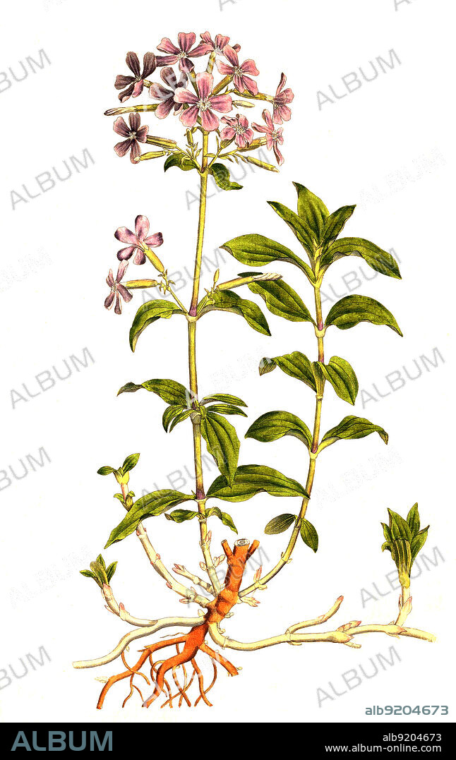 Gewöhnliches Seifenkraut, Saponaria officinalis, auch Echtes Seifenkraut oder kurz Seifenkraut, Seifenwurz oder Waschwurz / Saponaria officinalis is a common perennial plant from the family Caryophyllaceae. This plant has many common names, including common soapwort, bouncing-bet, crow soap, wild sweet William, and soapweed, historical, digital improved reproduction of an original from the 19th century / digital restaurierte Reproduktion einer Originalvorlage aus dem 19. Jahrhundert, genaues Originaldatum nicht bekannt.