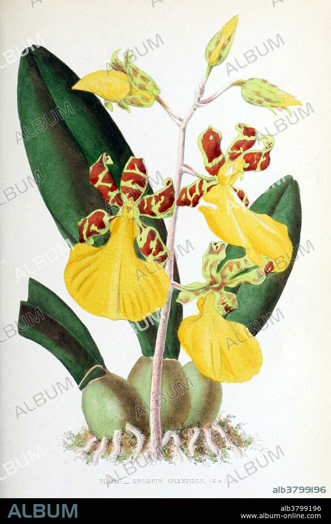 Orchid, Oncidium splendidum, 1880