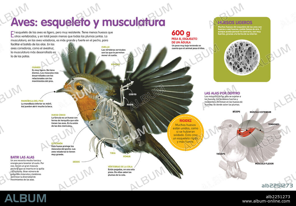 Aves: esqueleto y musculatura. Infografía sobre la estructura corporal de las aves, desde su esqueleto hasta su musculatura, diseñados para permitir el vuelo o la carrera.