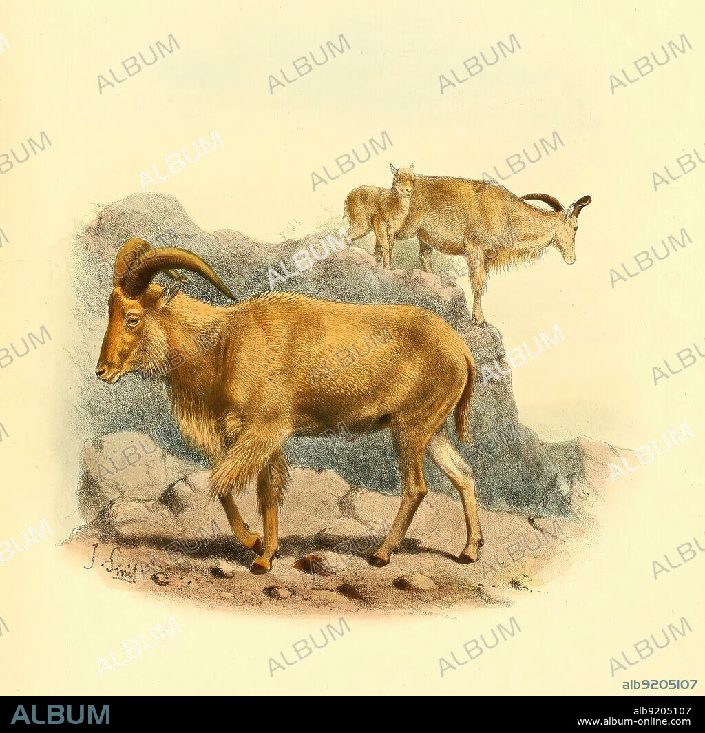 Mähnenspringer, Ammotragus lervia, auch als Mähnenschaf, Berberschaf oder Aoudad, Historisch, digital restaurierte Reproduktion einer Vorlage aus dem 19. Jahrhundert / Barbary sheep, Ammotragus lervia, also known as aoudad, Arul or african sheep, historical, digital improved reproduction of an original from the 19th century.