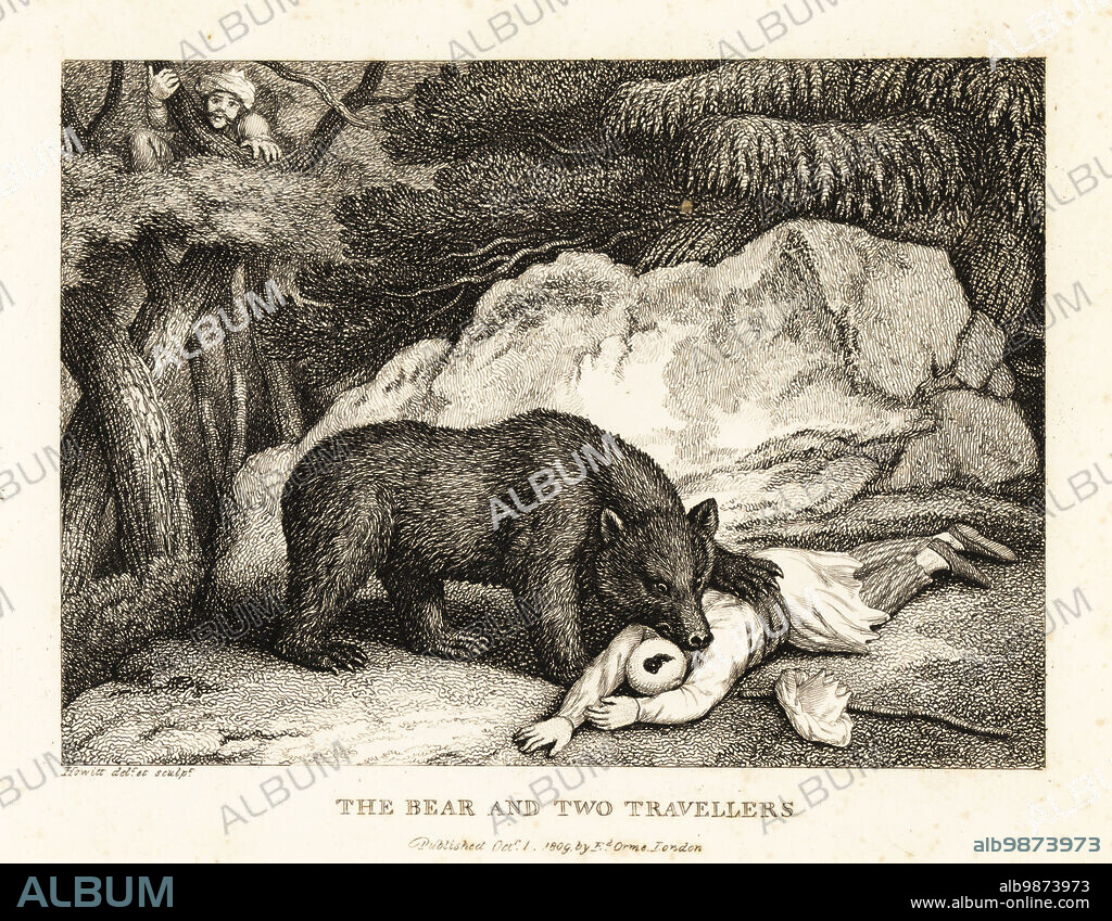 A traveller in turban plays dead while attacked by a bear. Another traveller hides in a tree. The bear the two travellers. Illustration of a fable by Greek author Aesop. Copperplate etching drawn and engraved from life by Samuel Howitt from his own A New Work of Animals, Principally Designed from the Fables of Aesop, Gay and Phaedrus, Edward Orme, London, 1811.