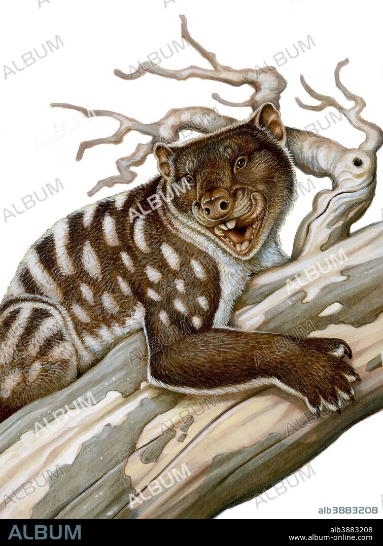 Thylacoleo, a marsupial lion from the Pleistocene Age.