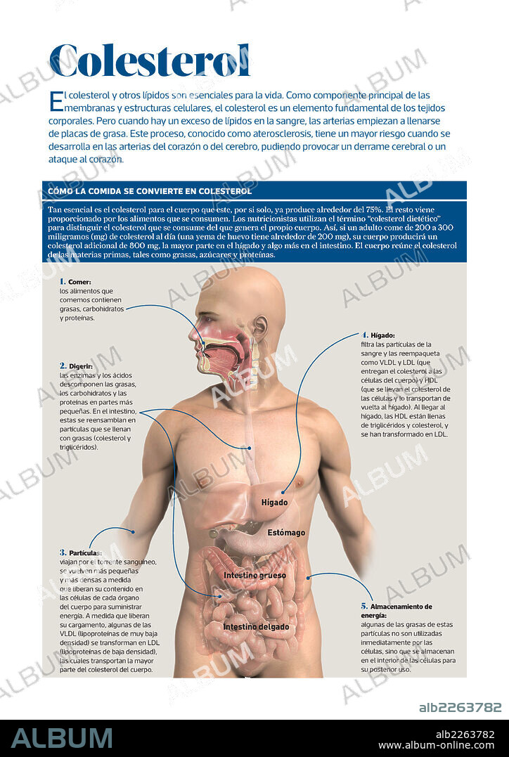 colesterol. Infografía acerca del colesterol, sobre cómo la comida se convierte en colesterol.