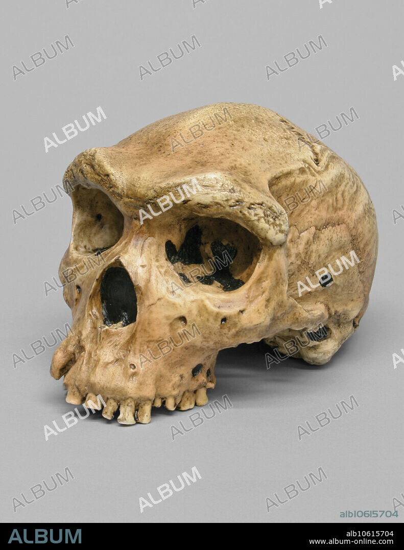 125,000 to possibly 400,000 YA. The Homo heidelbergensis Skull Broken Hill 1 (Rhodesian Man) was discovered in Kabwe, Zambia (formerly Rhodesia), by miner T. Zwigelaar and originally described by A. Woodward in 1921 in Nature as Rhodesian Man (H. rhodesiensis). This is the first human ancestor to be found in Africa. Once considered to be only 40,000 years old, which would make it a contemporary of Homo sapiens in Europe, the skull was pointed to by some as evidence of the "primitiveness" of Africans. Subsequent evidence led to the more correct dating of at least 125,000 YA. The skull shares features of both Homo erectus (heavy browridge) and Homo sapiens (flatter face, large brain (1300 cc). The Bone Clones Hominid line is composed of discoveries from anatomically modern humans, archaic humans, early Homo, early hominins, and other hominids. The majority of the casts in this line have been recreated by our team of anatomical sculptors. Some are reconstructions made by anthropology professionals using fragmentary elements from original discoveries and extrapolating the missing parts from those (i.e. Neanderthal skeleton).