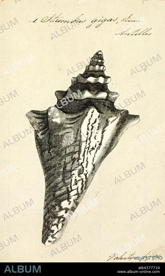 Strombus gigas, Print, Lobatus gigas, originally known as Strombus gigas, commonly known as the queen conch, is a species of large edible sea snail, a marine gastropod mollusc in the family of true conches, the Strombidae. This species is one of the largest molluscs native to the Caribbean sea, and tropical northwestern Atlantic, from Bermuda to Brazil, reaching up to 35.2 centimetres (13.9 in) in shell length. L. gigas is closely related to the goliath conch, Lobatus goliath, a species endemic to Brazil, as well as the rooster conch, Lobatus gallus.