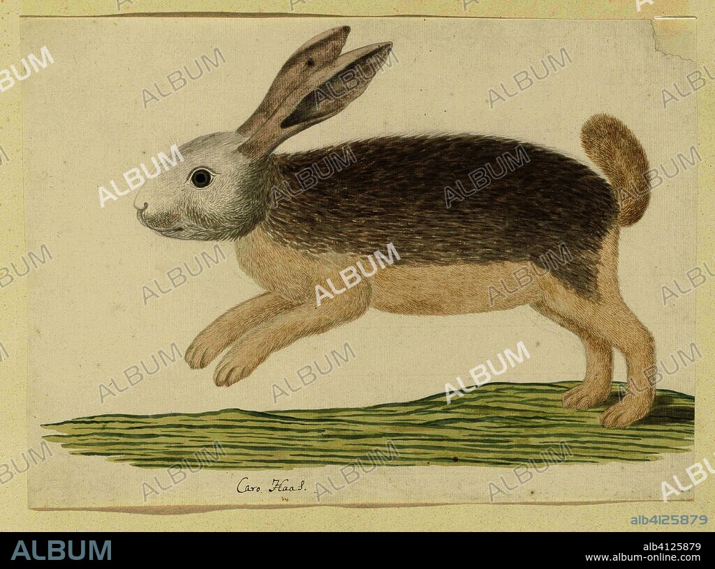 Pronolagus sp. (Karoo hare). Draughtsman: Robert Jacob Gordon. Dating: Oct-1777 - Mar-1786. Measurements: h 660 mm × w 480 mm; h 267 mm × w 369 mm.
