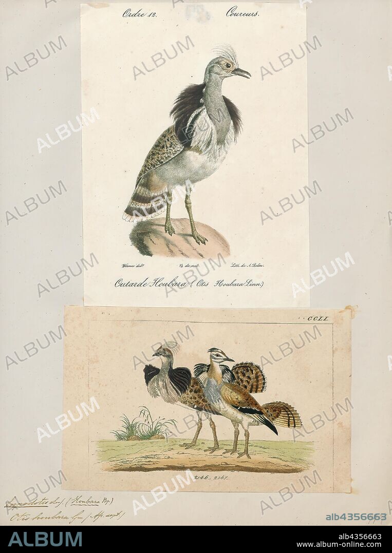 Eupodotis houbara, Print, Eupodotis is a genus of bird in the bustard family Otididae. It contains the five species, all restricted to Africa. Species in the genera Afrotis and Lophotis are sometimes included in this genus; however some authorities separate the Karoo korhaan, Rüpell's Korhaan and little brown bustard as a separate genus Heterotetrax., 1700-1880.